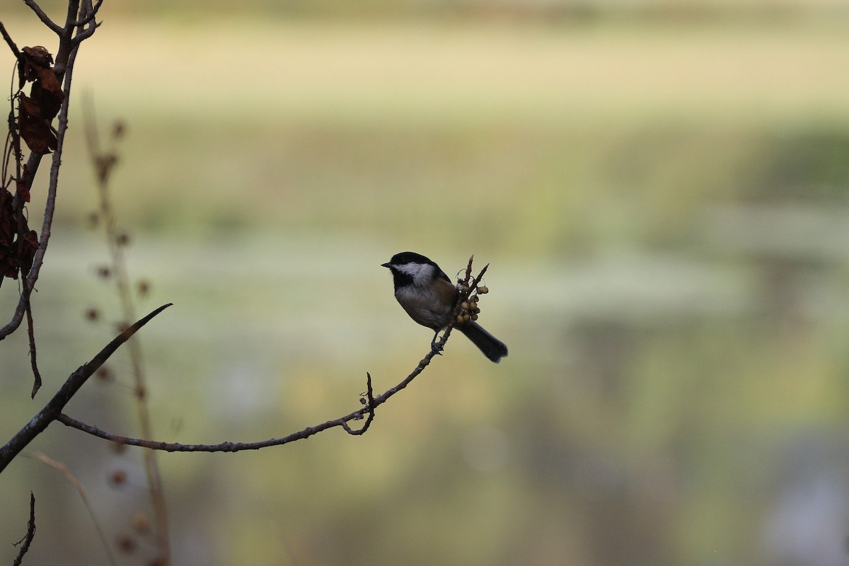 Black-capped Chickadee - ML642181935
