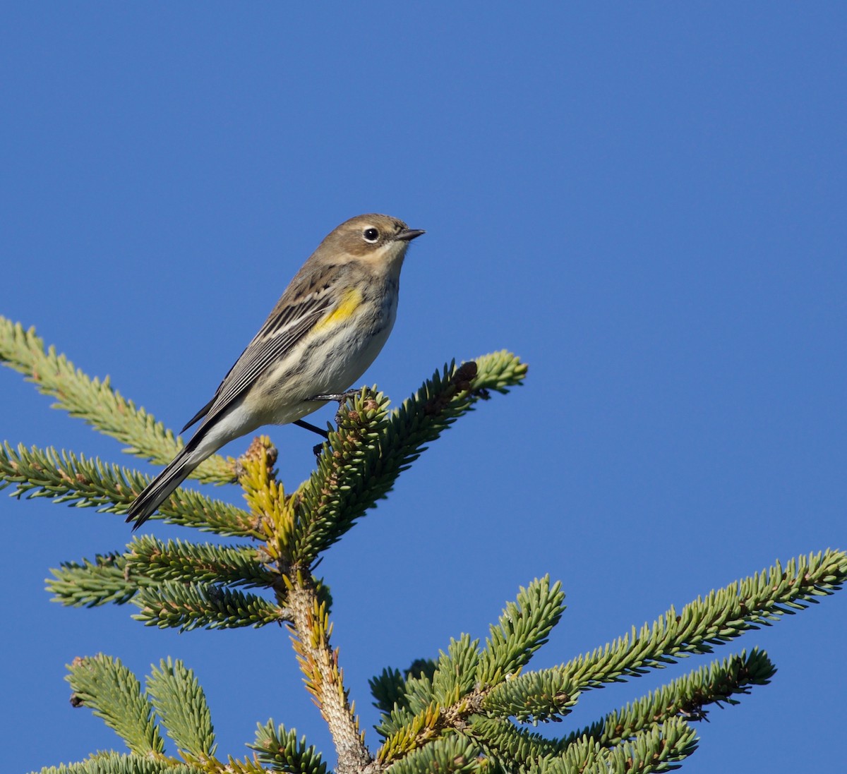 Yellow-rumped Warbler (Myrtle) - ML642181943