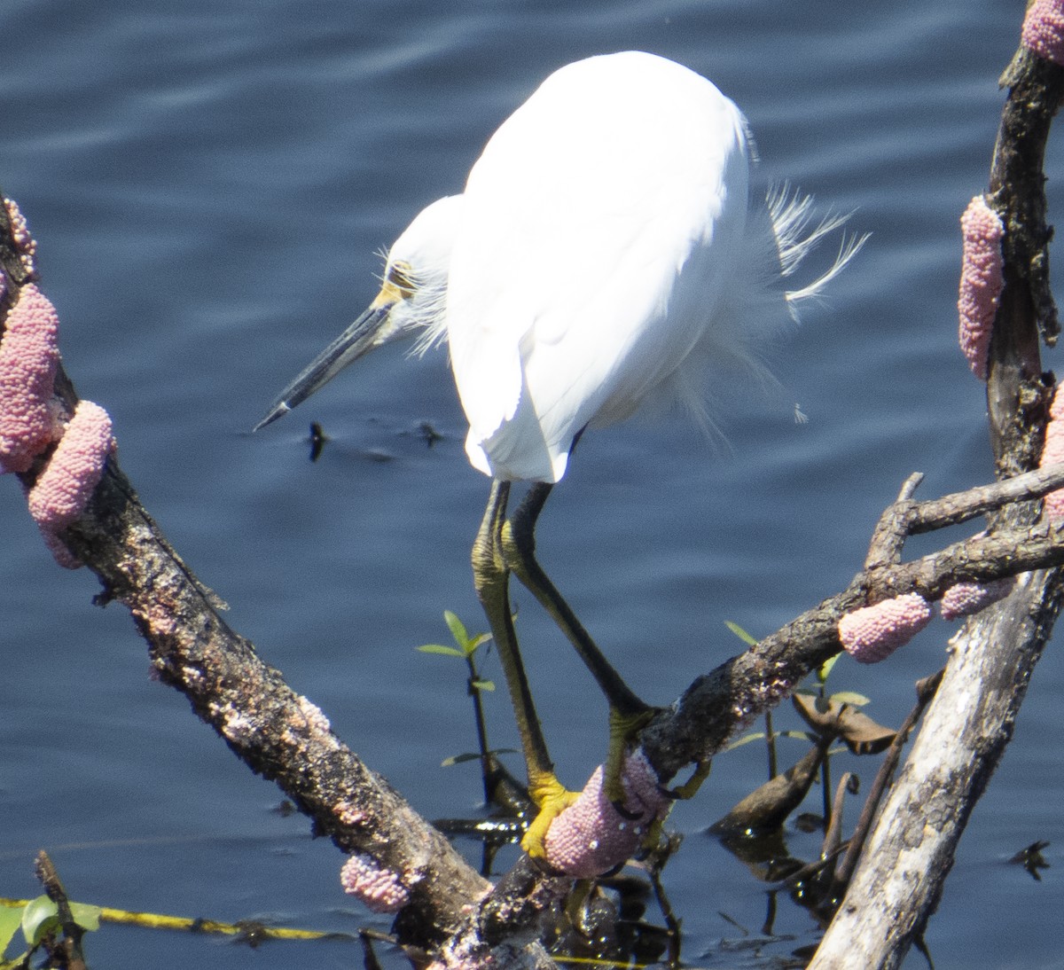 Snowy Egret - ML642181946