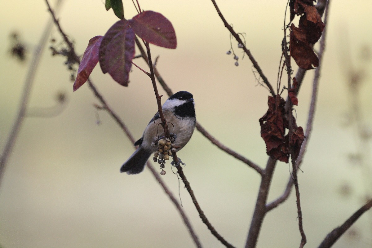 Black-capped Chickadee - ML642181949