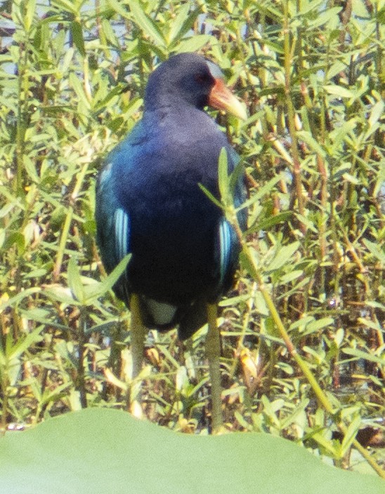 Purple Gallinule - ML642181951