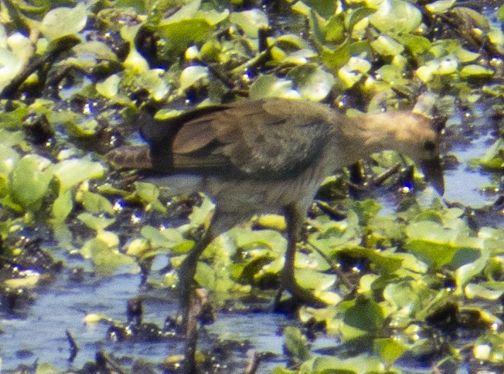 Purple Gallinule - ML642181953