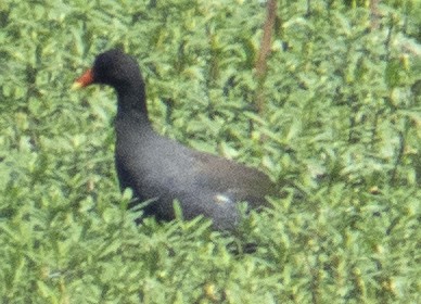 Common Gallinule - ML642181958