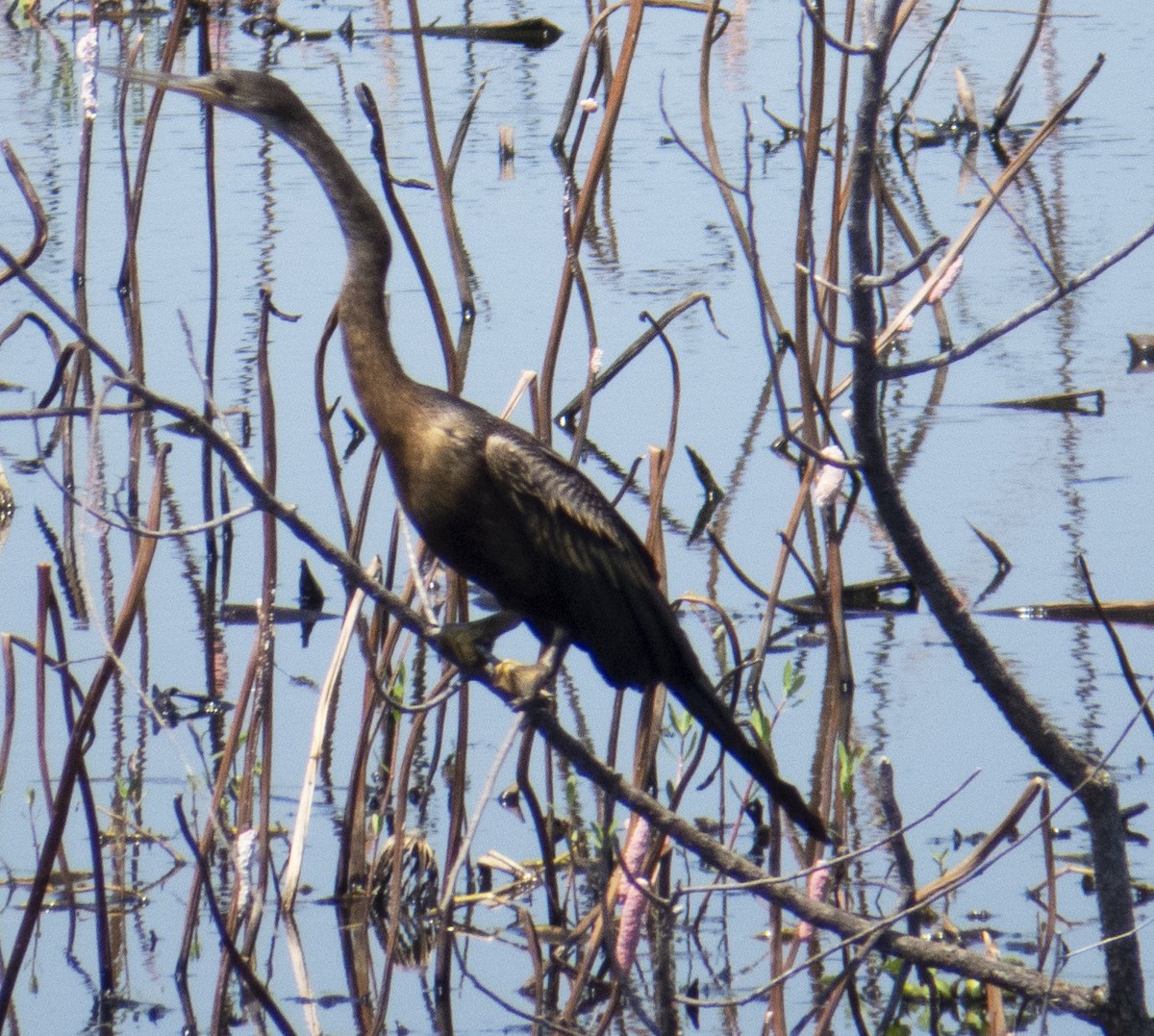 Anhinga - ML642181962