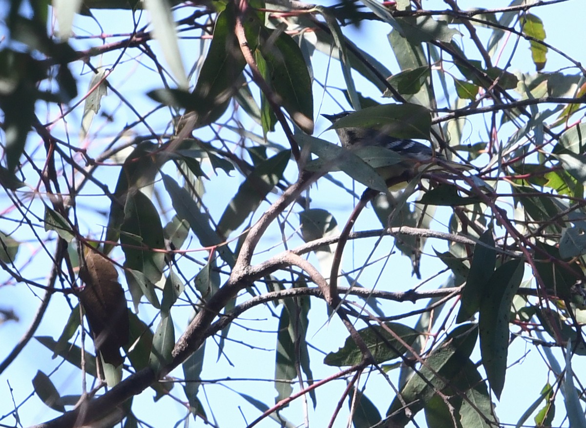 Black-throated Gray Warbler - ML642181965