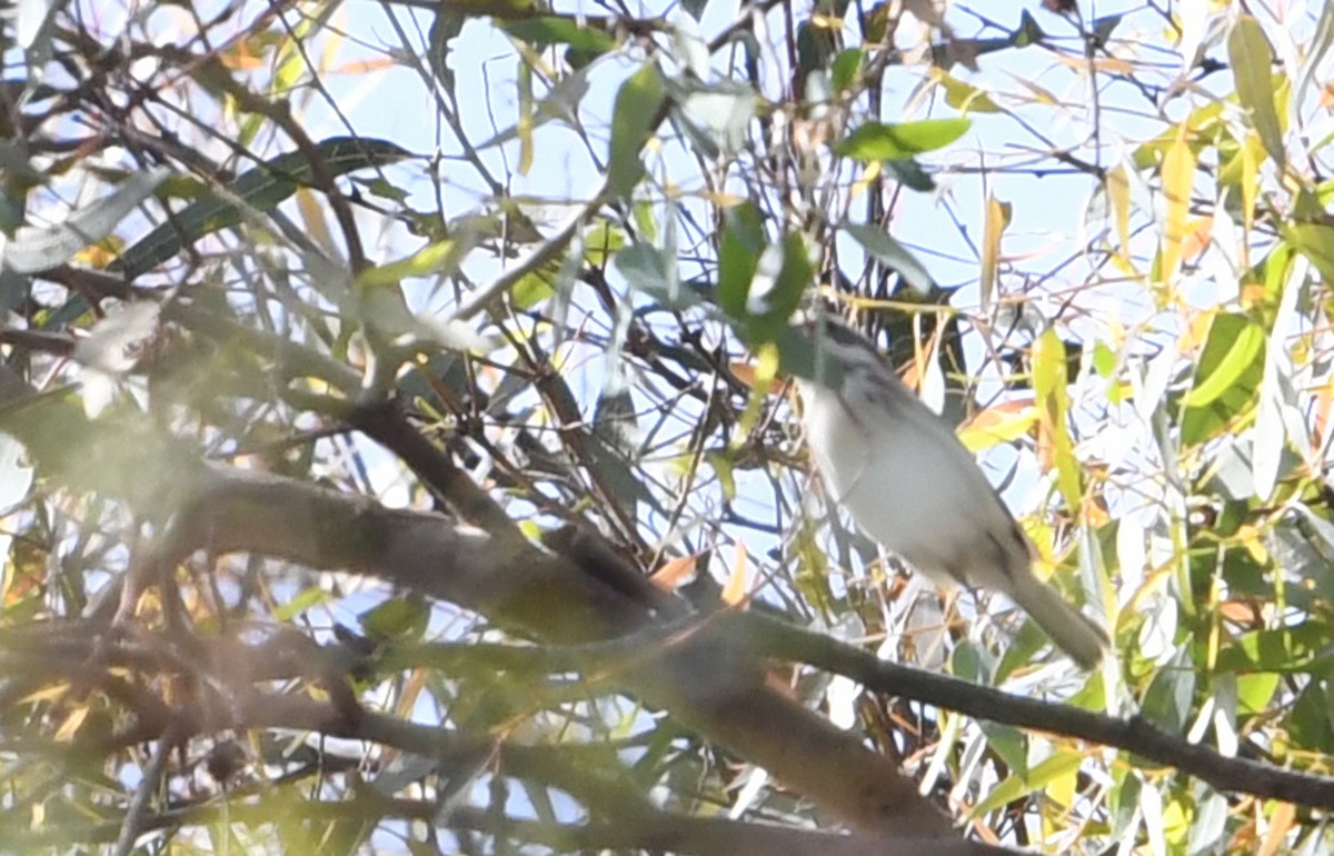 Black-throated Gray Warbler - ML642181966