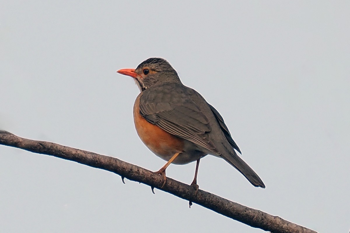 Kurrichane Thrush - ML642181970