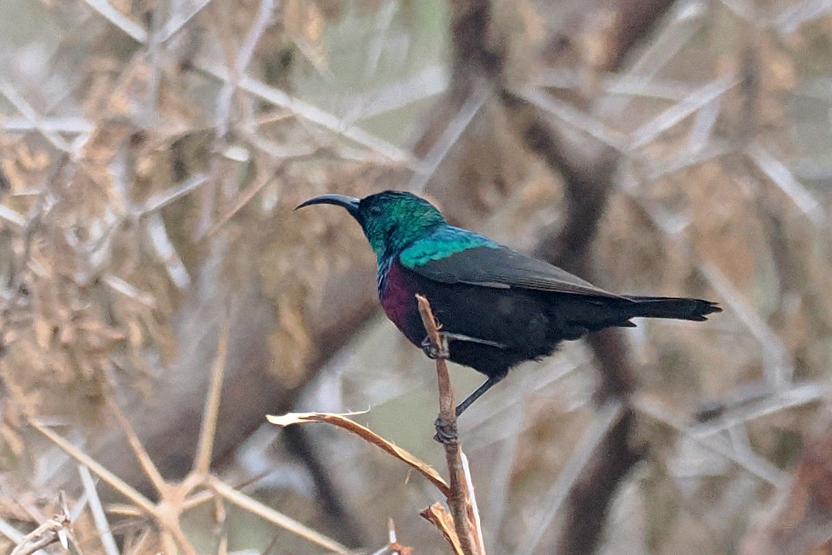 Marico Sunbird - ML642181975