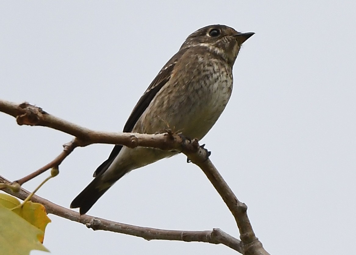 Dark-sided Flycatcher - ML642181978