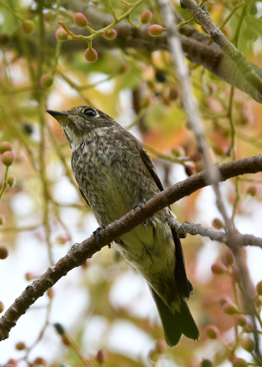 Dark-sided Flycatcher - ML642181979