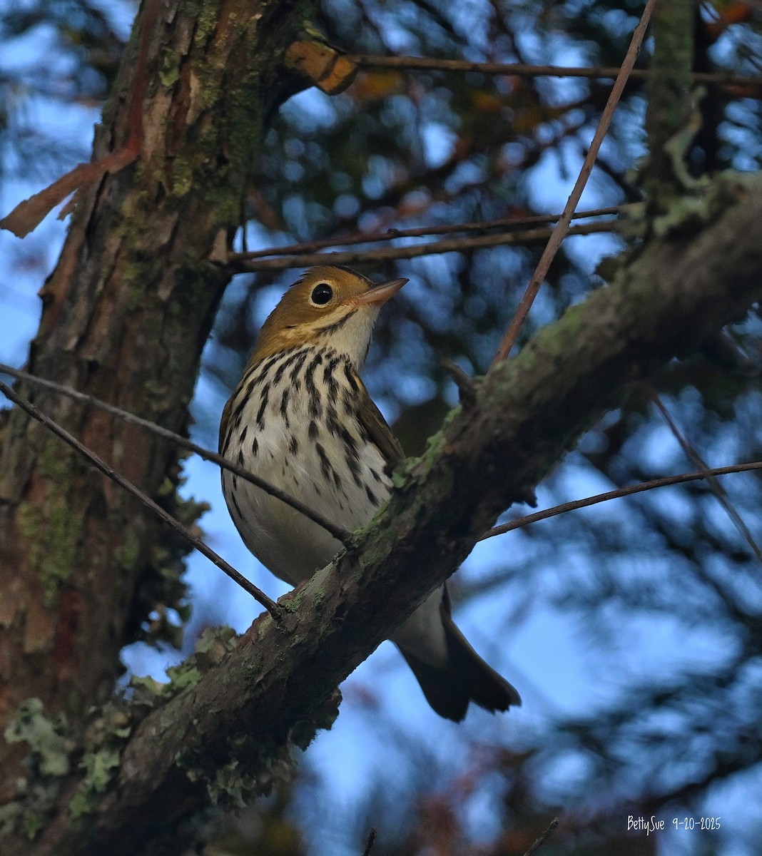 lesňáček zlatohlavý - ML642181980