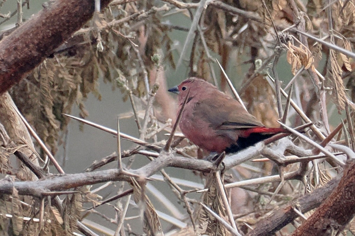 Jameson's Firefinch - ML642181986