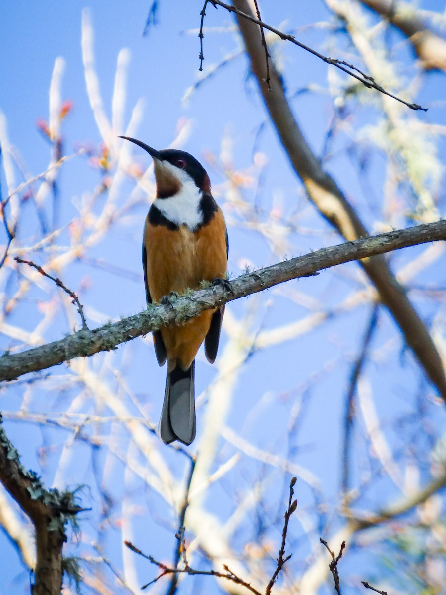Eastern Spinebill - ML642181994