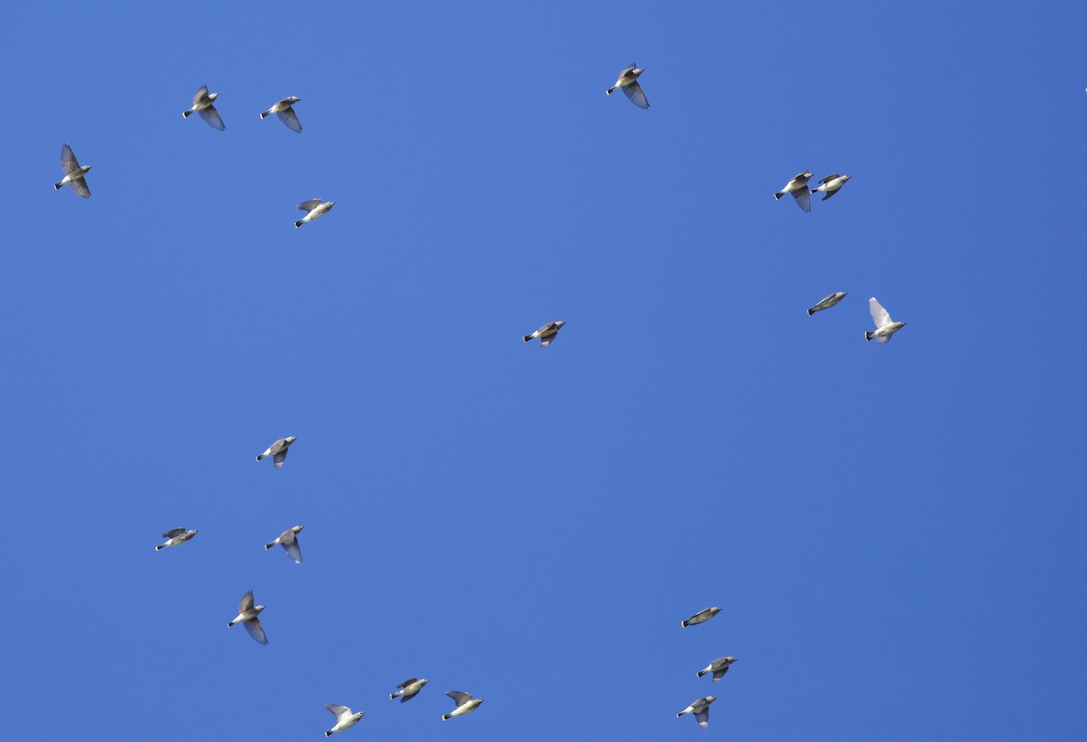 Cedar Waxwing - ML642182024