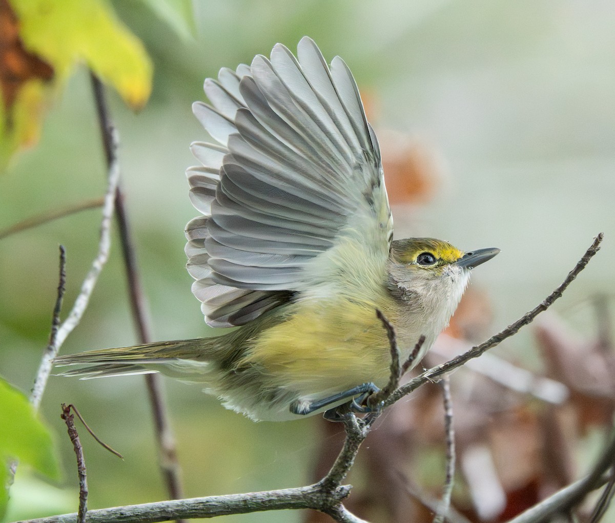 White-eyed Vireo - ML642182066