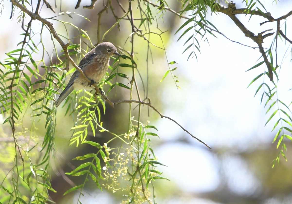 Western Bluebird - ML642182067