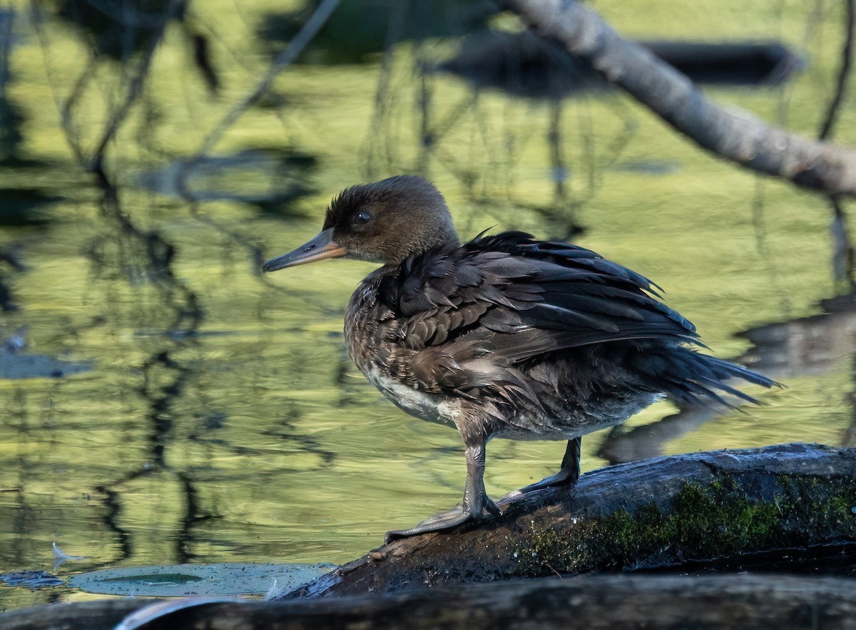 Hooded Merganser - ML642182068