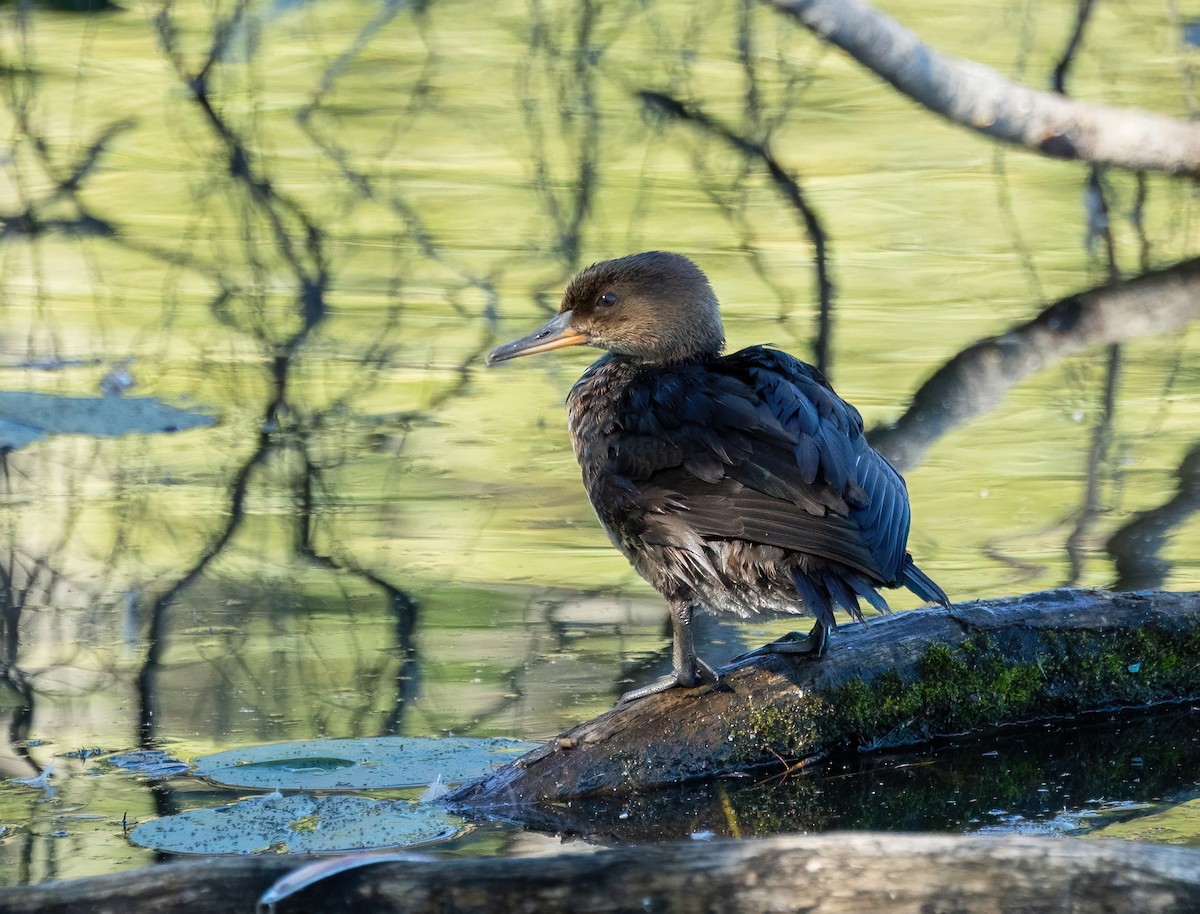 Hooded Merganser - ML642182069