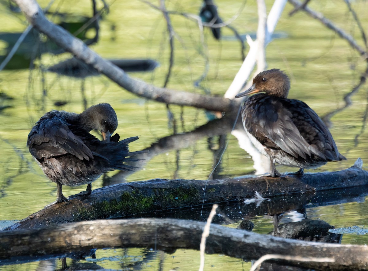 Hooded Merganser - ML642182070