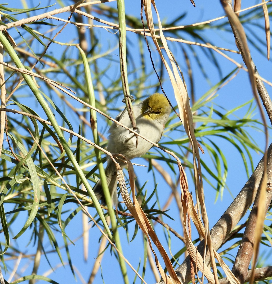Verdin - ML642182074