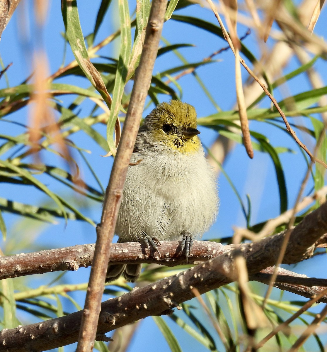 Verdin - ML642182075
