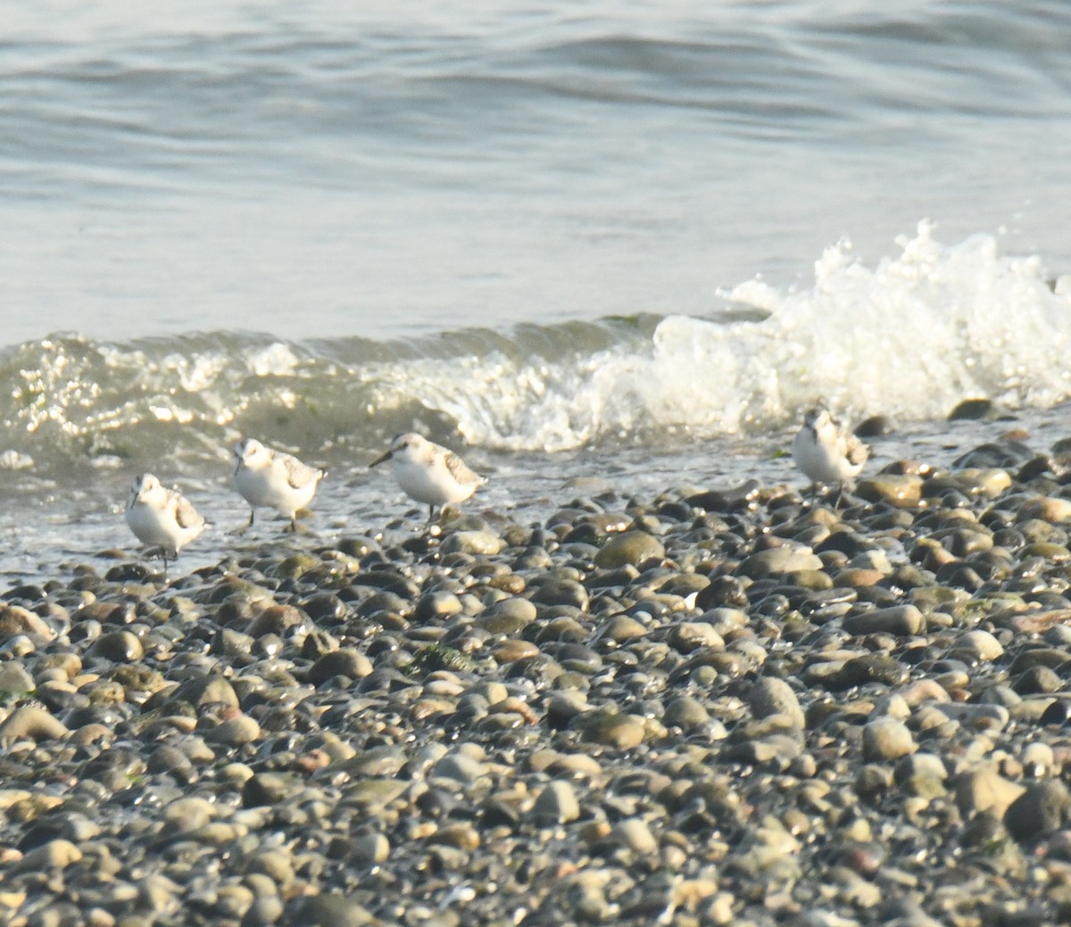 Sanderling - ML642182076
