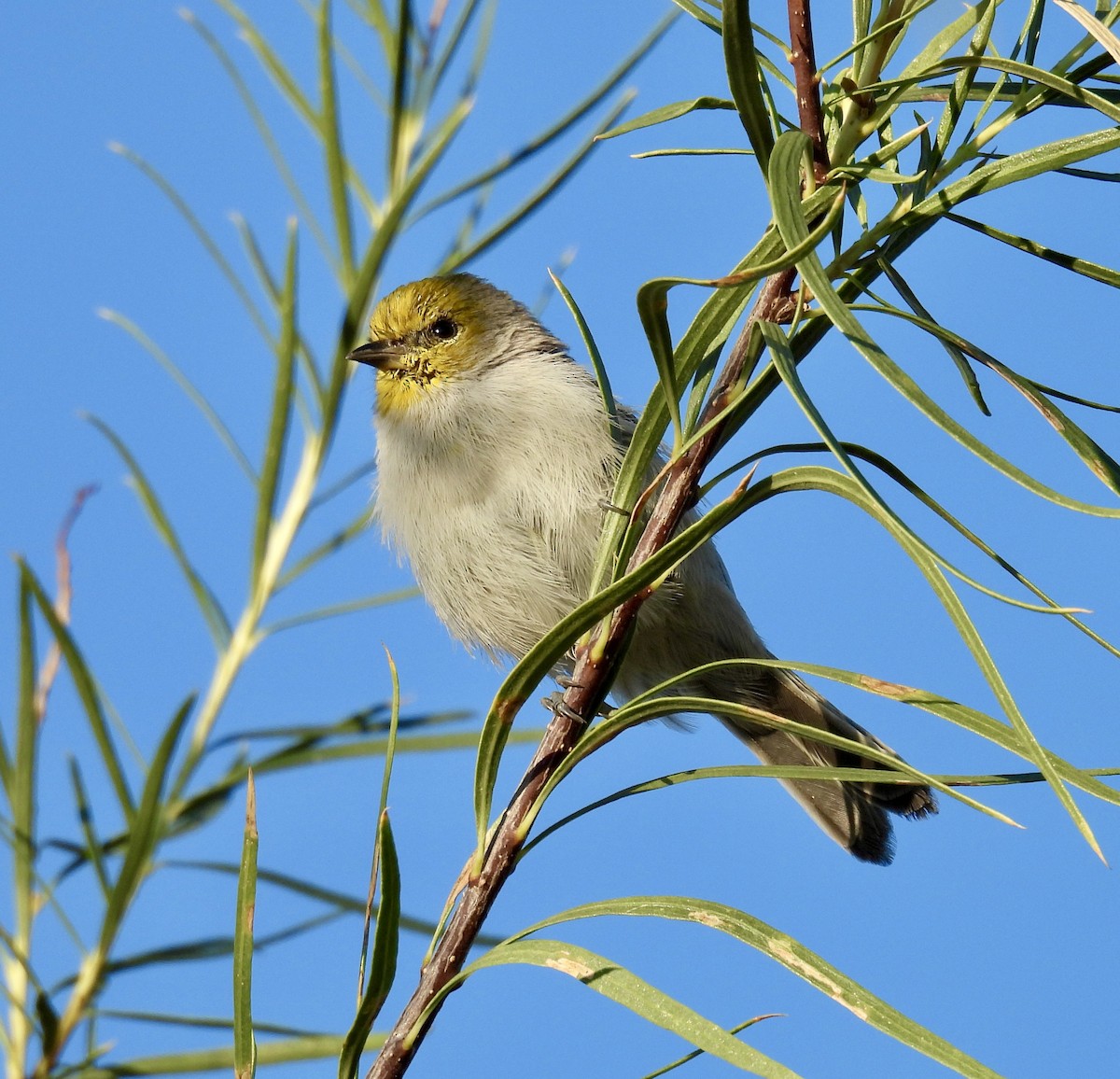 Verdin - ML642182080