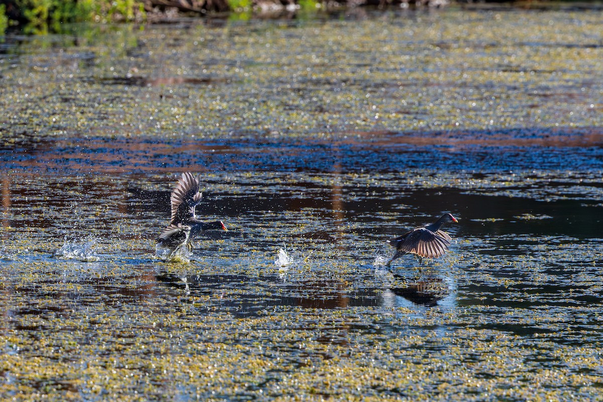 Common Gallinule - ML642182088