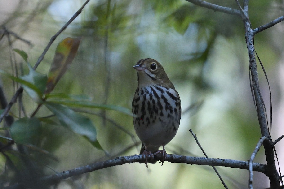 Ovenbird - ML642182089