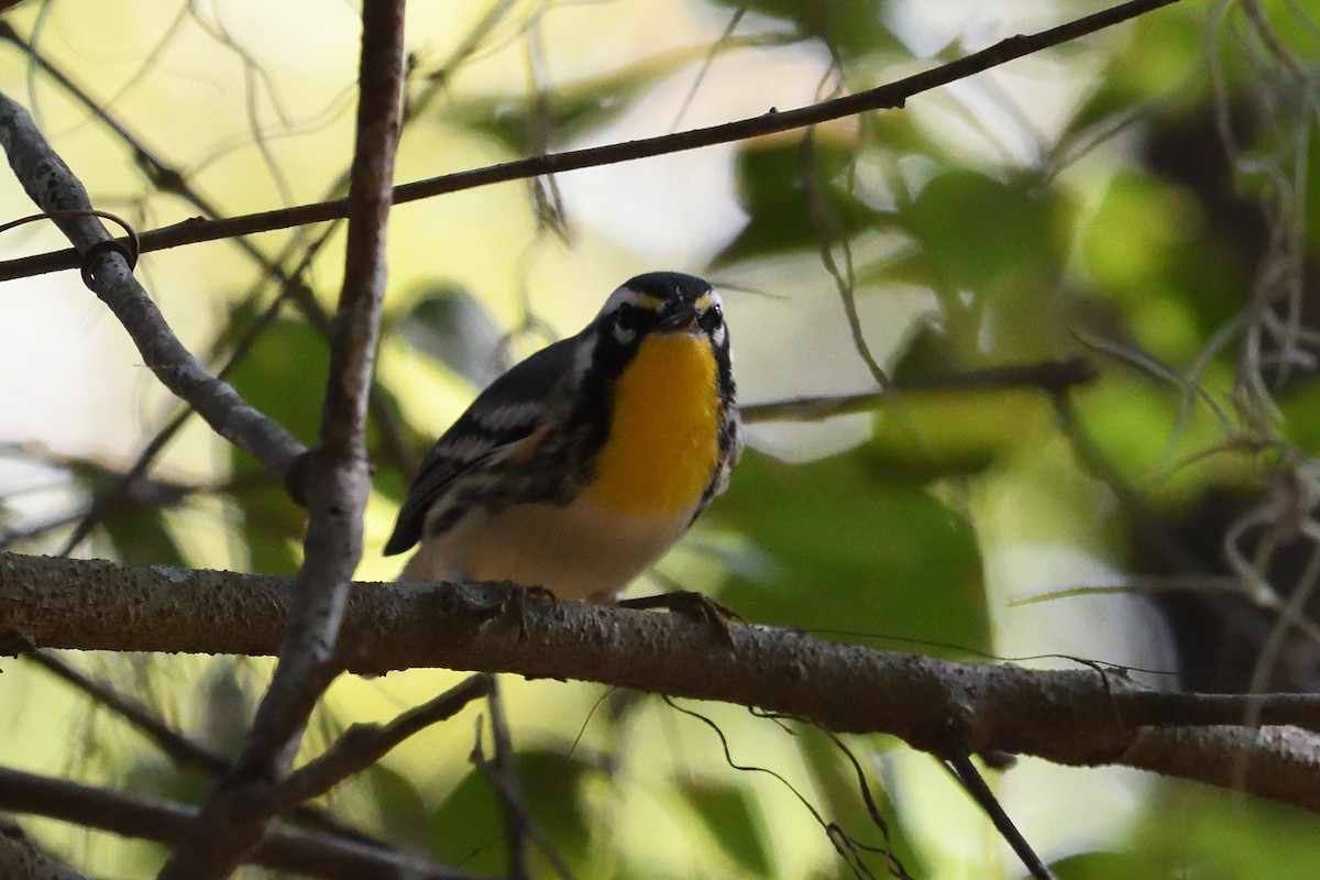 Yellow-throated Warbler - ML642182090