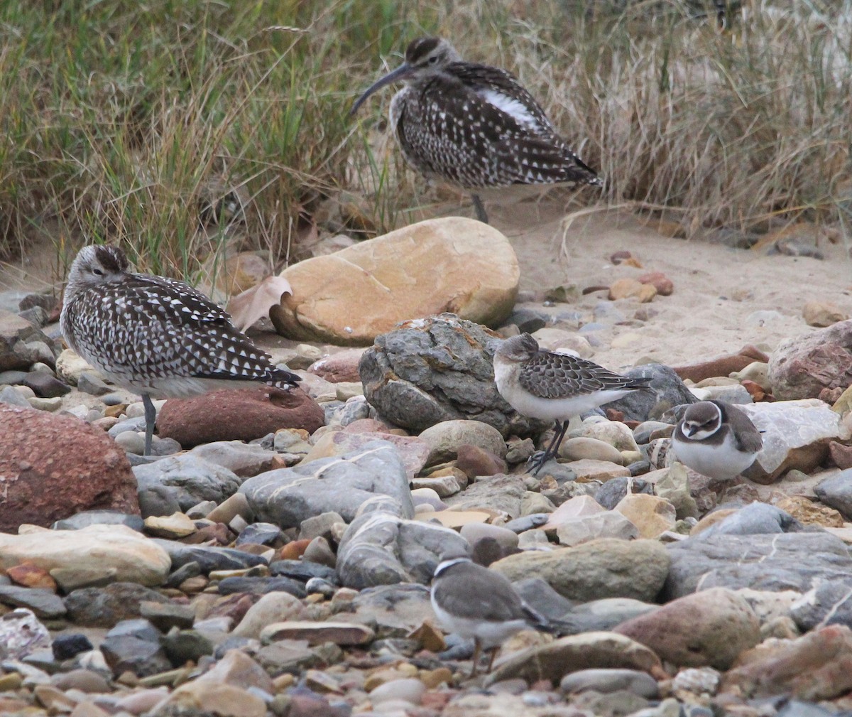 Curlew Sandpiper - ML642182091