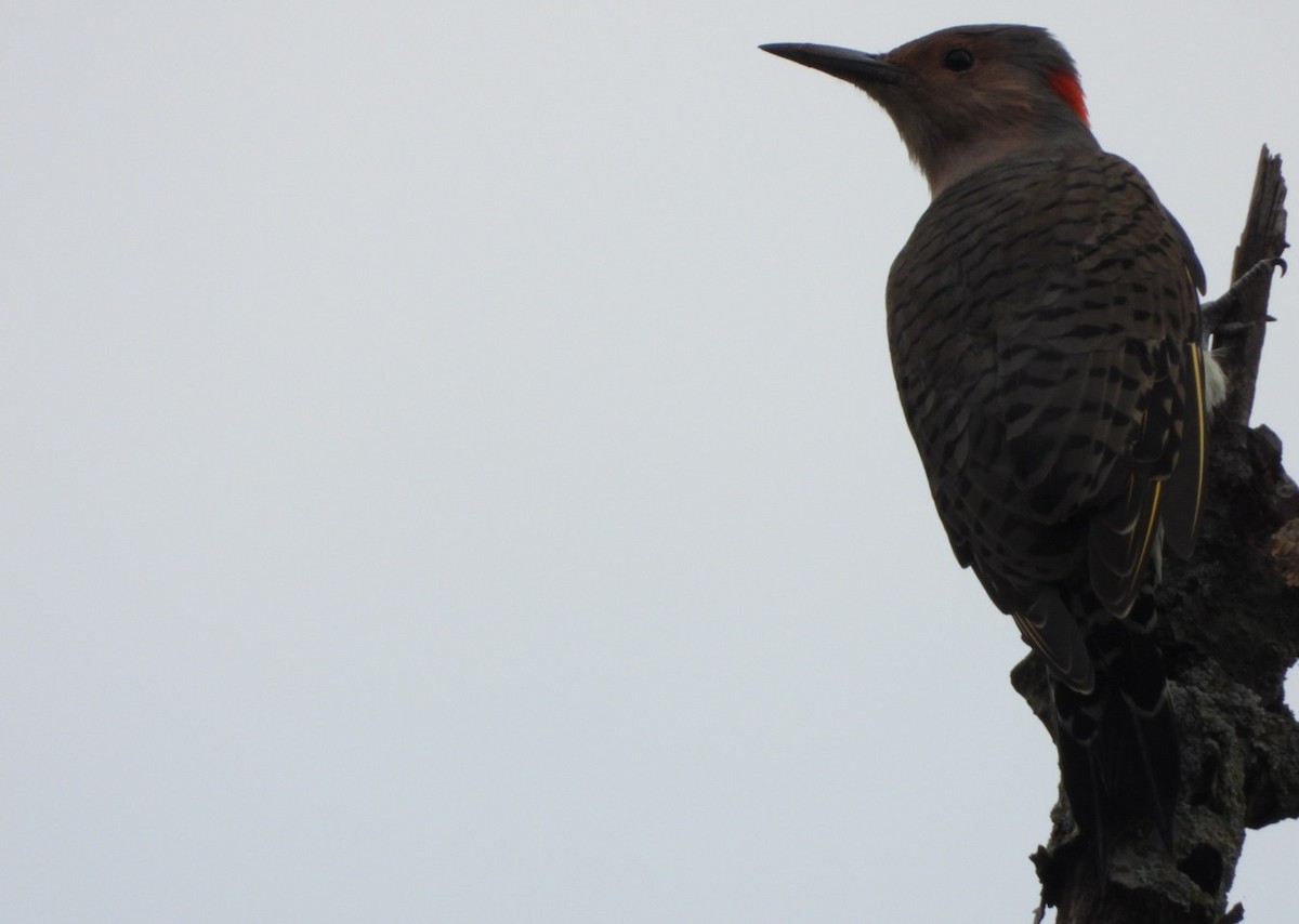 Northern Flicker - ML642182092