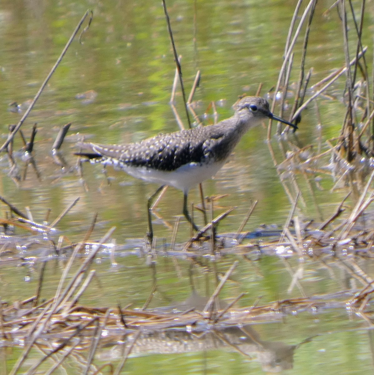 Lesser Yellowlegs - ML642182093