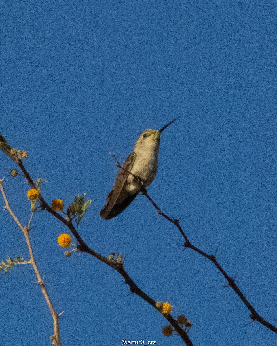 Costa's Hummingbird - ML642182096