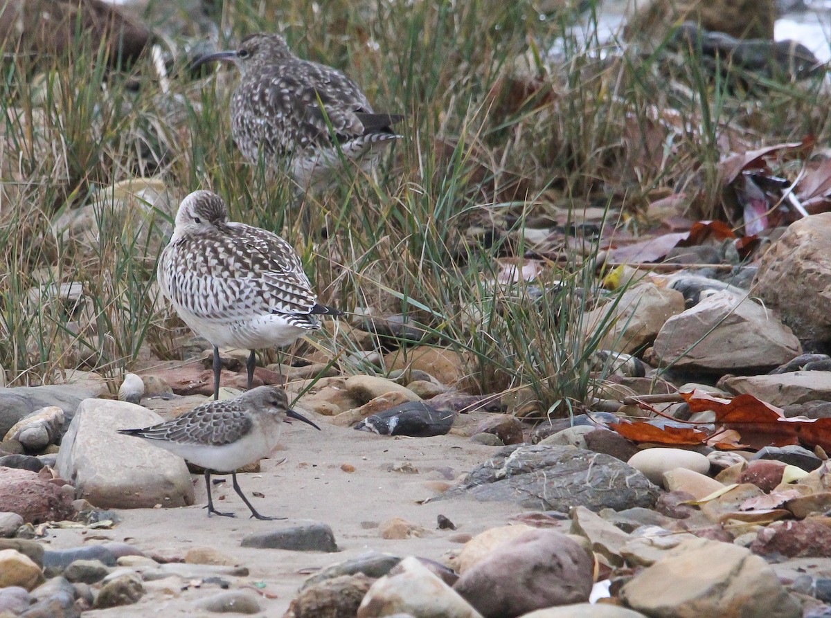 Curlew Sandpiper - ML642182098