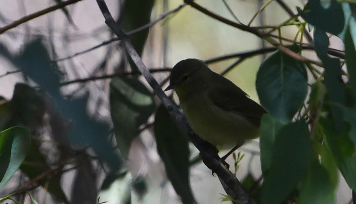 Orange-crowned Warbler - ML642182099