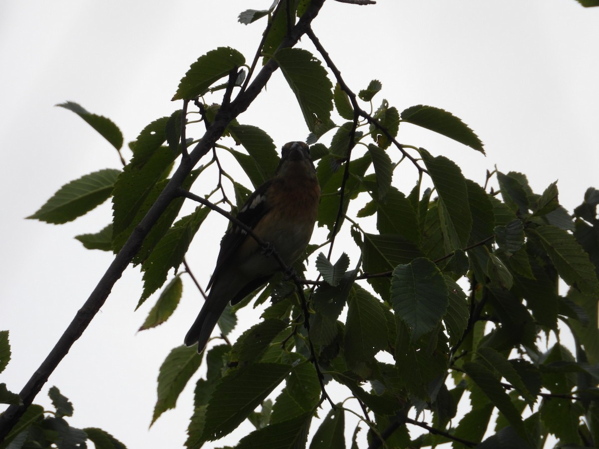 Rose-breasted Grosbeak - ML642182104