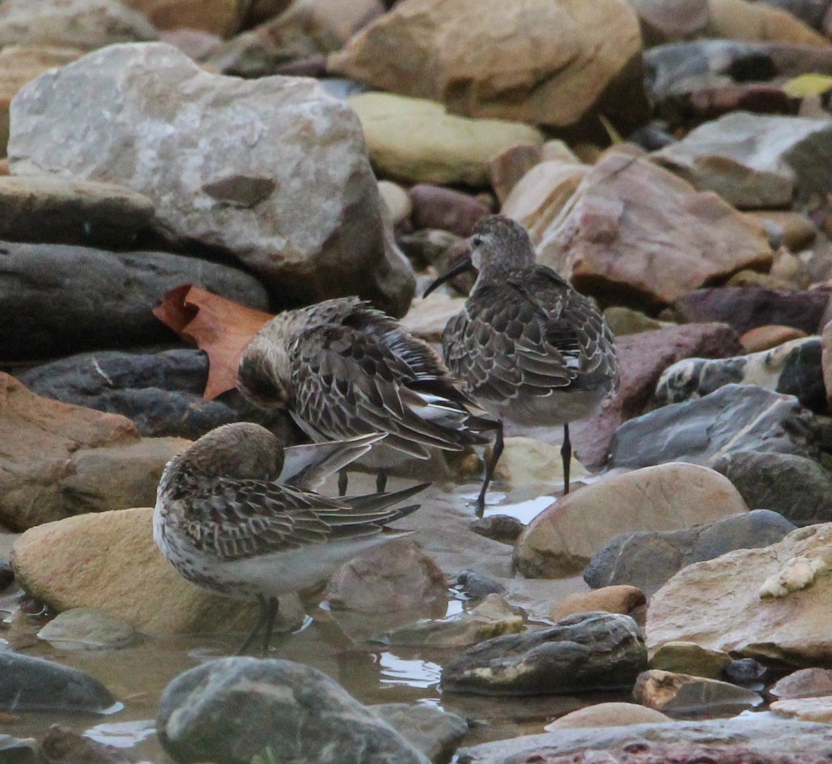 Curlew Sandpiper - ML642182109