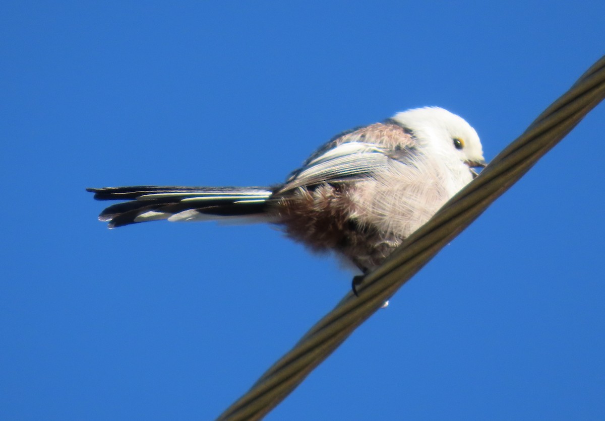 Schwanzmeise (Weißkopf-Schwanzmeise) - ML642182110