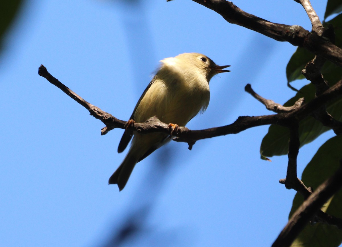 Ruby-crowned Kinglet - ML642182112