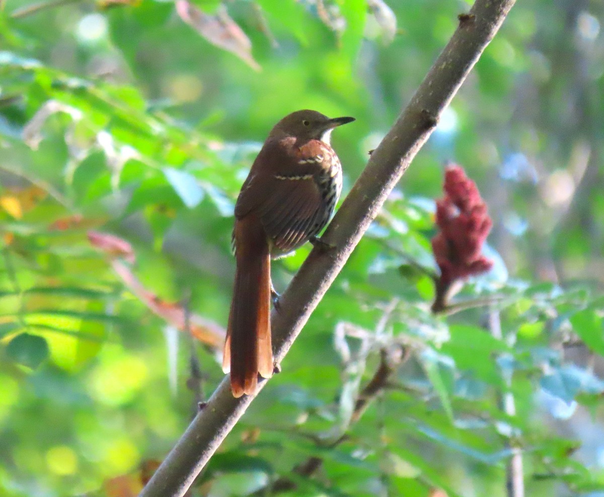 Brown Thrasher - ML642182141