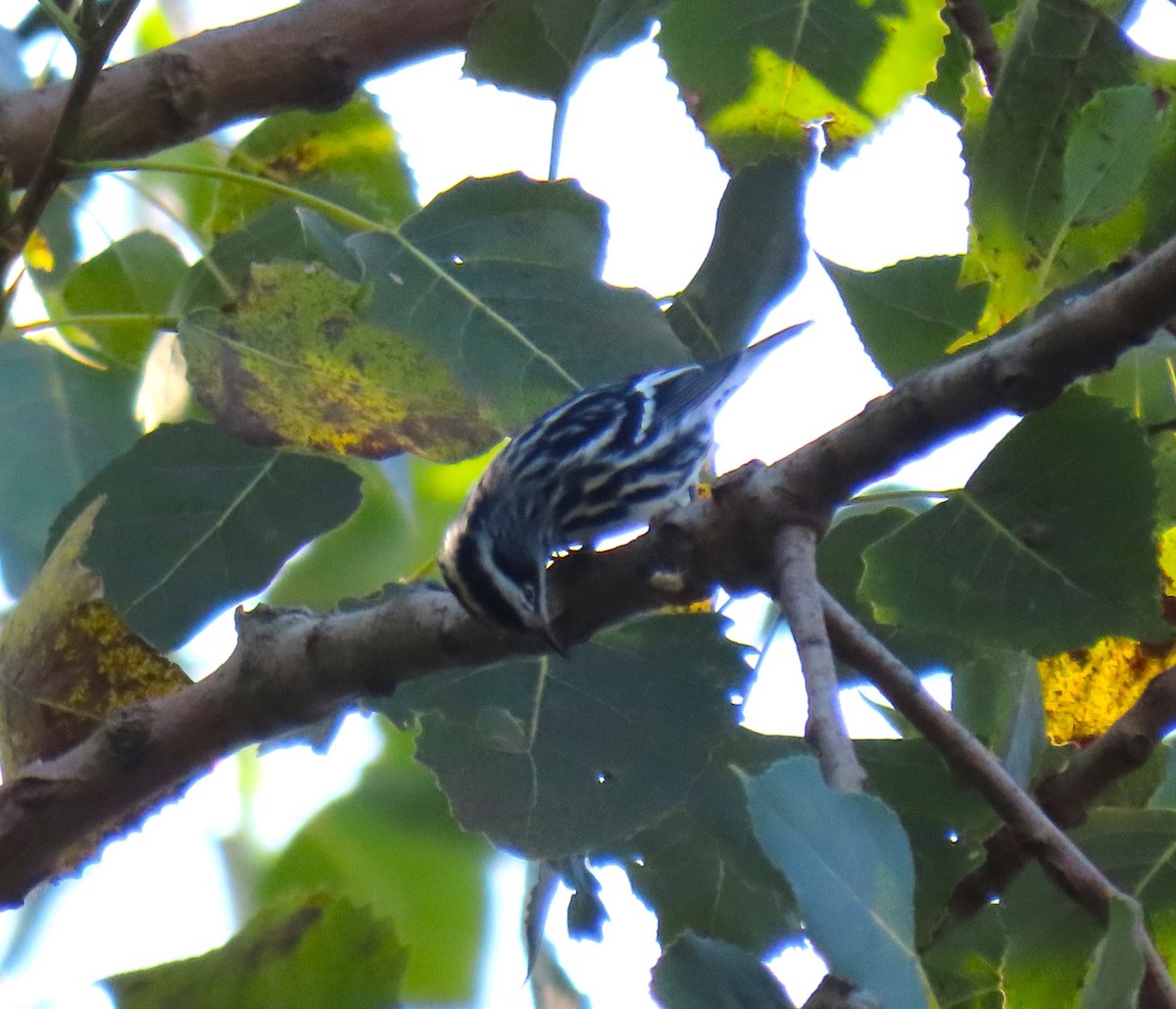 Black-and-white Warbler - ML642182152