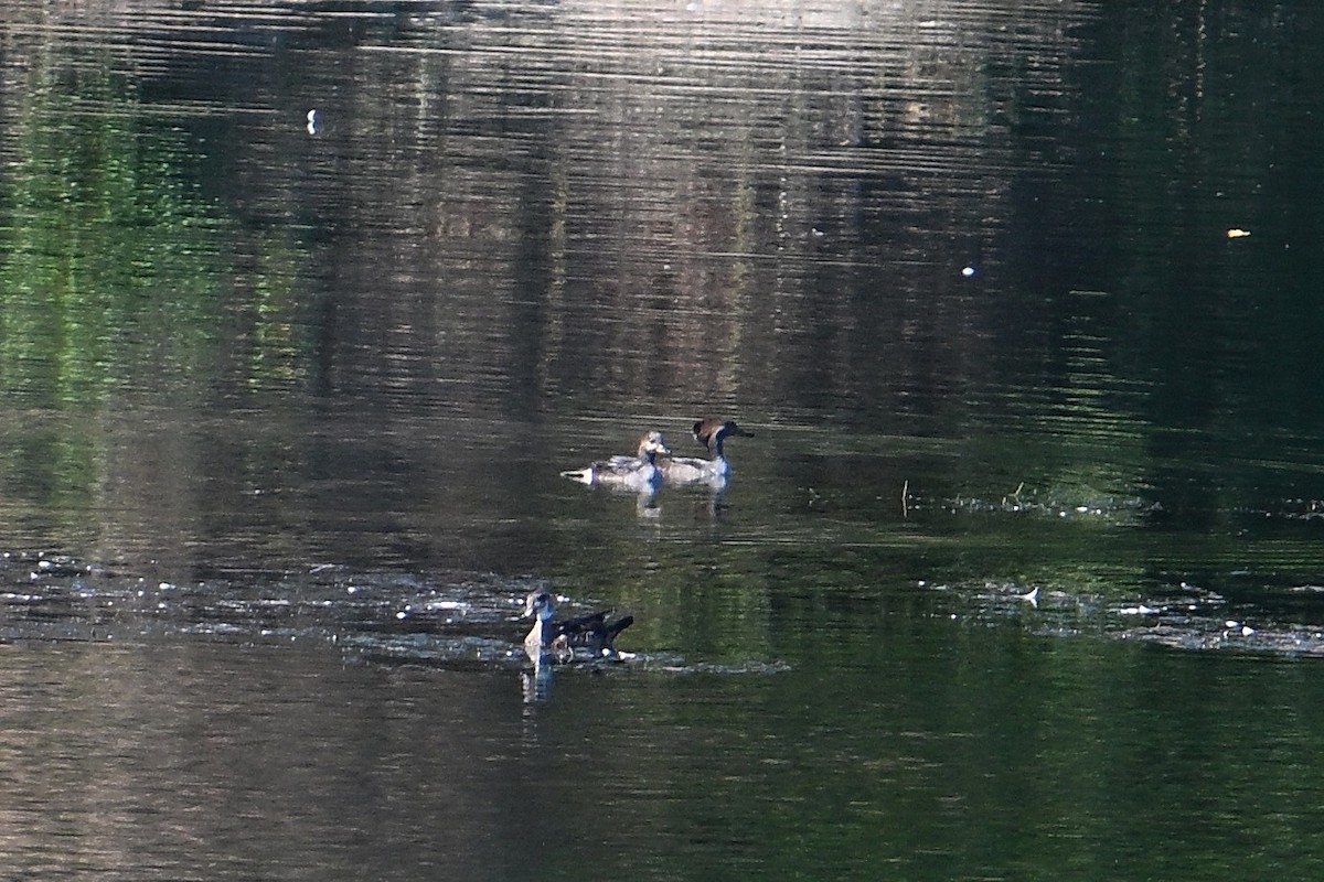 Hooded Merganser - ML642182157