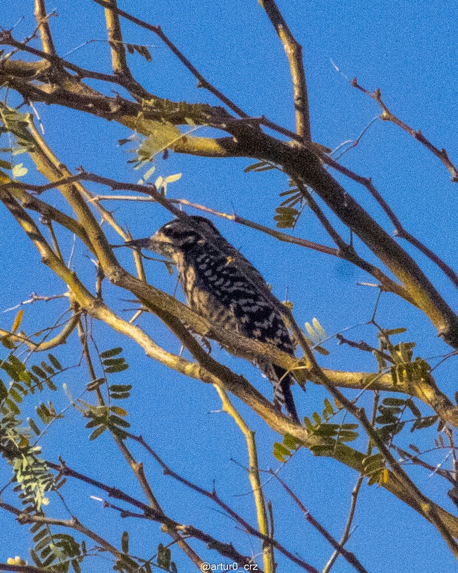 Ladder-backed Woodpecker - ML642182158