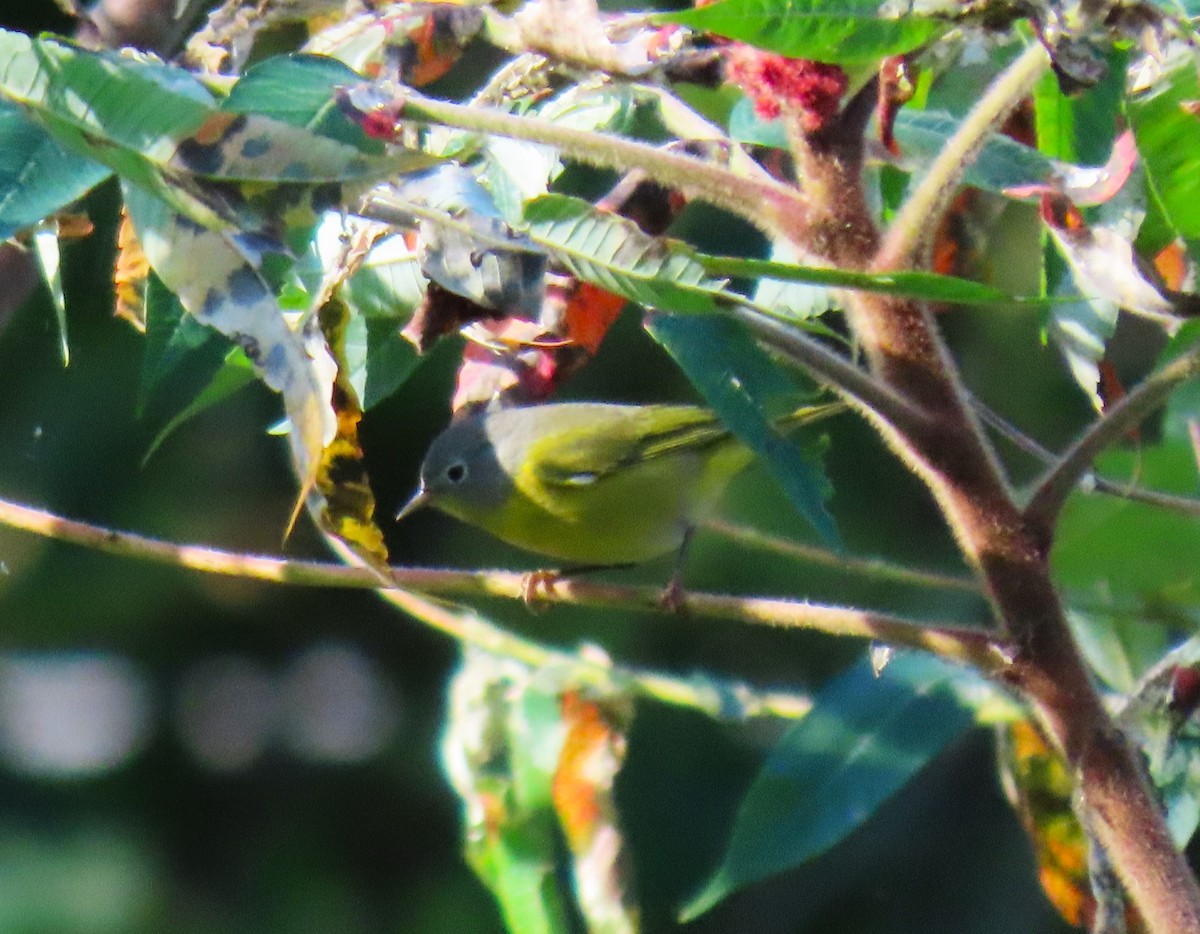 Nashville Warbler - ML642182161