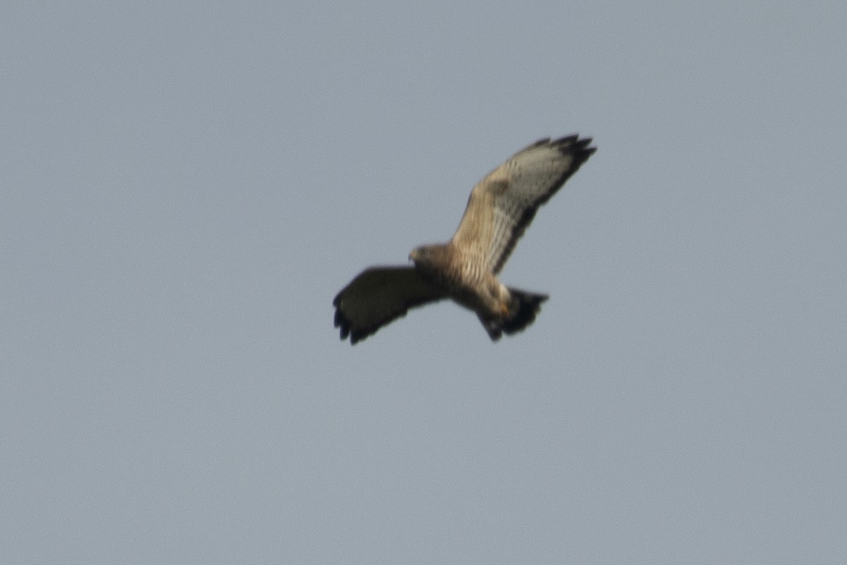 Broad-winged Hawk - ML642182166
