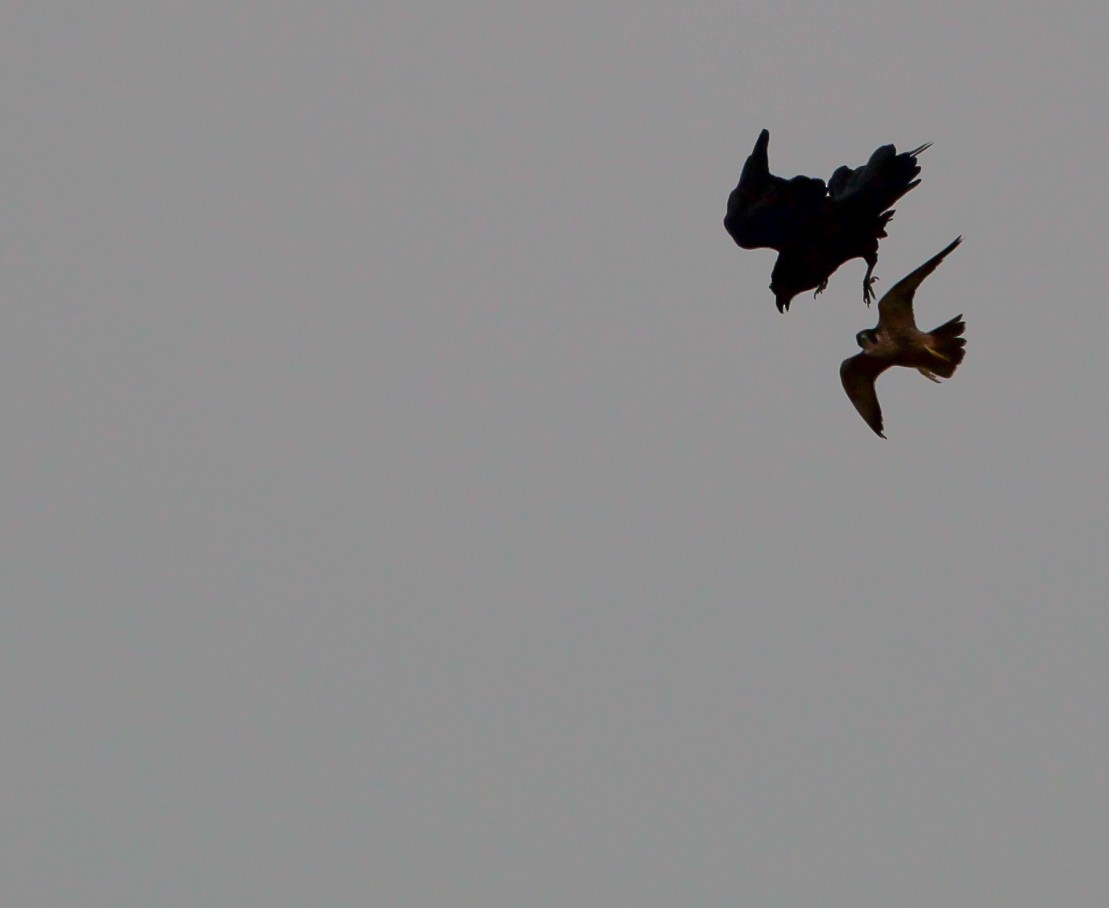 Peregrine Falcon - ML642182172