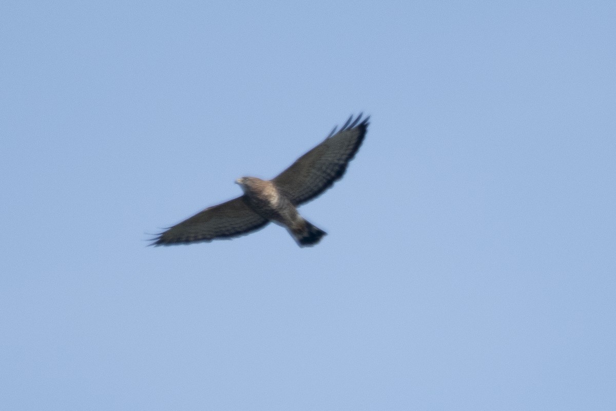 Broad-winged Hawk - ML642182174