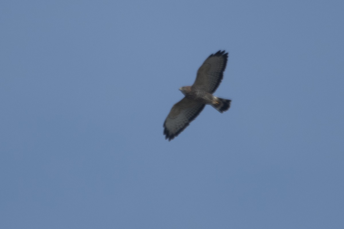 Broad-winged Hawk - ML642182179