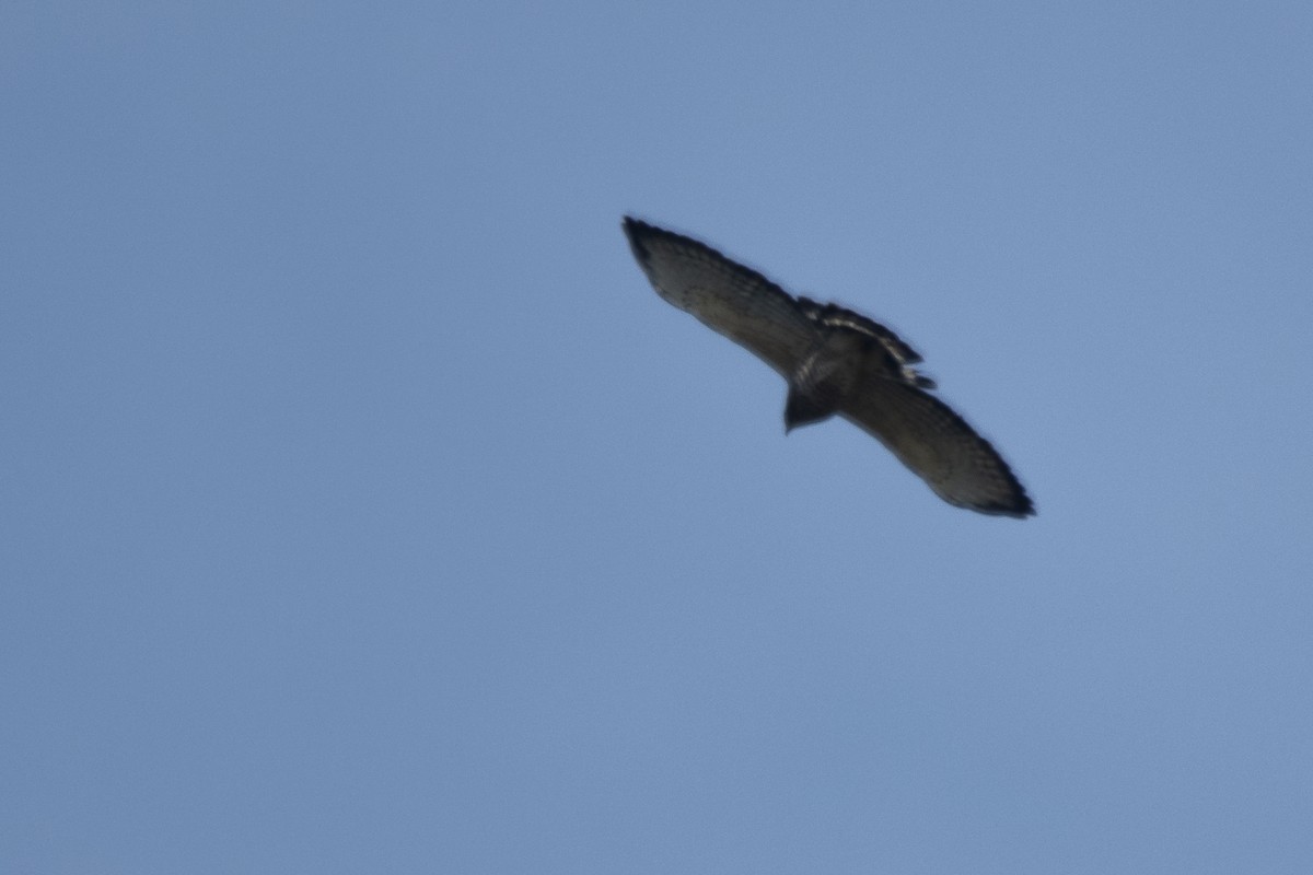 Broad-winged Hawk - ML642182199